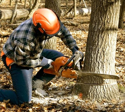 Tree Removal in Petros, TN